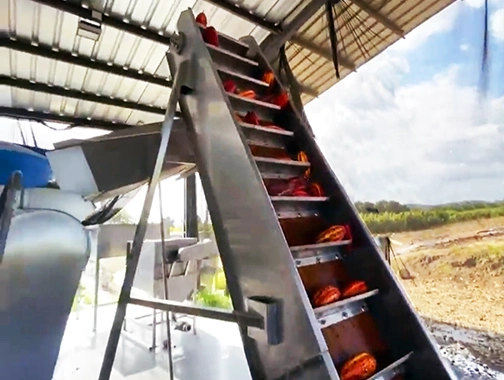 Línea cortadora de mazorcas. Transportadora de paletas de mazorca de cacao.