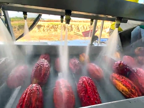 Transportadora de rodillos con ducha para mazorca de cacao.