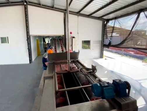 Cepilladora de Mazorcas