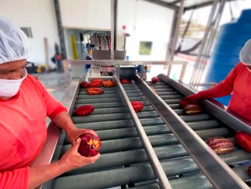 Mesa de selección con transportador de rodillos